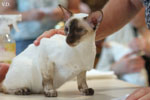 Siamois chocolat tortie point, Khengsi Itsy Bitsy Skweezy Meezy