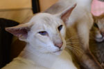 Siamois lilac tabby point, Ianis du Quai des Cygnes