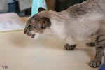 [Siamois seal silver tabby point, Furendo Og Island Snaegerdi]