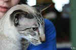 [Siamois seal silver tabby point, Furendo Og Island Snaegerdi]