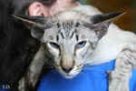 [Siamois seal silver tabby point, Furendo Og Island Snaegerdi]