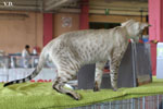 [Siamois seal silver tabby point, Vintiquattromila Baci of Black Lotus]