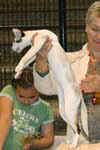[Siamois seal tortie point et blanc, Artaban's Gigi]