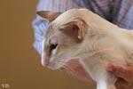 [Siamois chocolat tabby point et blanc, Hermes de Pariskot]