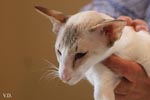 [Siamois chocolat tabby point et blanc, Hermes de Pariskot]
