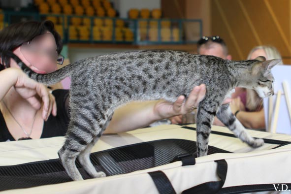 Oriental brown tabby, Hight Capucine de la Malogne