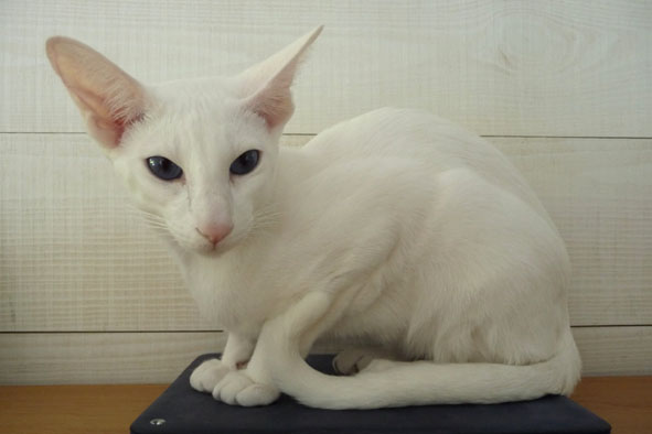 Oriental blanc yeux bleus, Jules de Chatty Cat