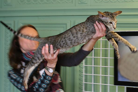 Oriental brown spotted tabby, Hiana de Tara Taina