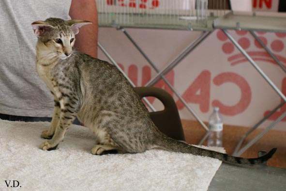 Oriental brown spotted tabby, Hors Norme des Motards en Dlire