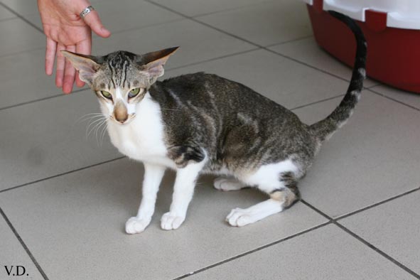 Oriental brown blotched tabby et blanc, Humeur de Chien de l'Improbable