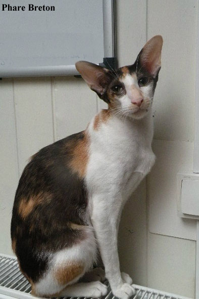 Oriental chocolat tortie et blanc, In Extremis Hortense