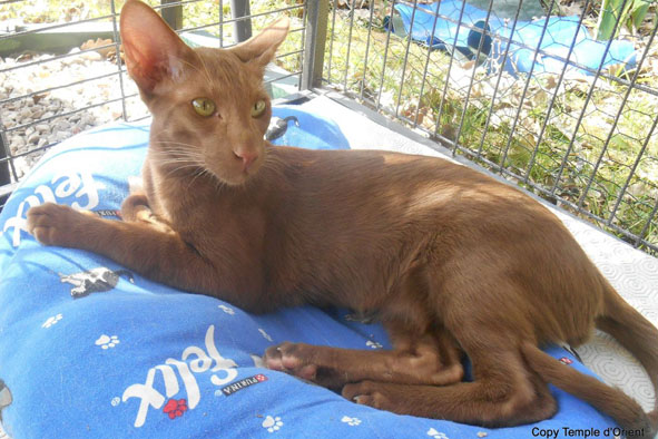 Oriental cinnamon, Negara's Idris
