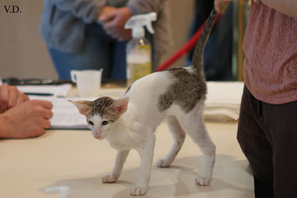 Oriental chocolat spotted tabby et blanc, Oriental Dream Jilly