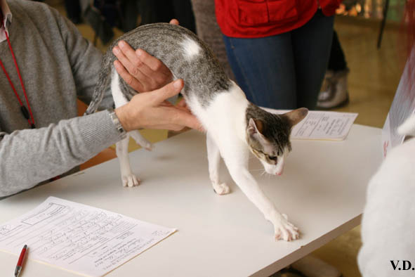 Oriental brown spotted tabby et blanc, Oriental Dream Half-Moon