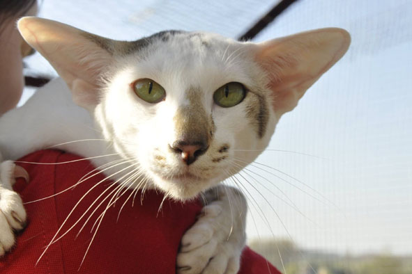 Oriental brown tabby et blanc, Smeraldo Hip Hop