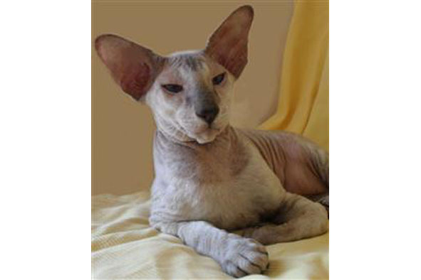 Peterbald seal tabby point, Excalibur Feolent