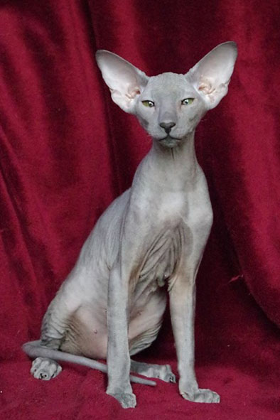 Peterbald bleu, Eddy Legs Tail