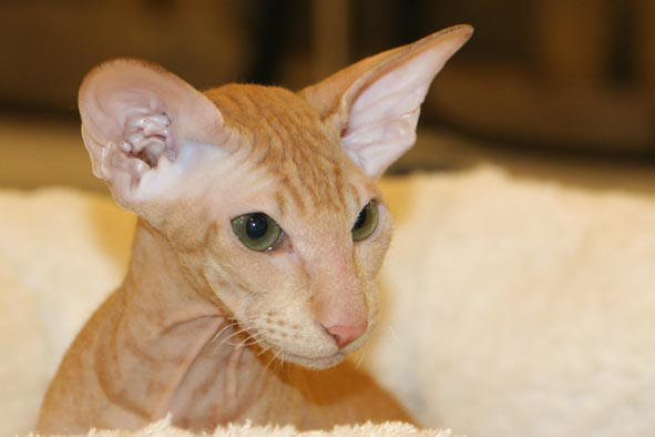 peterbald red spotted tabby, Ernest du Soleil Noir