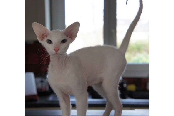 peterbald blanc yeux bleus, Geisha de la Venise du Nord