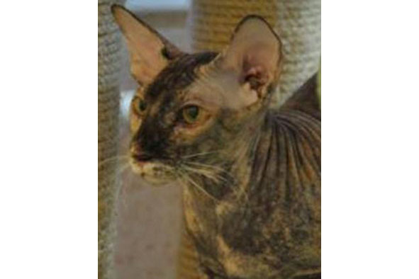 Peterbald chocolat tortie, Stat Galaxy Kristin's