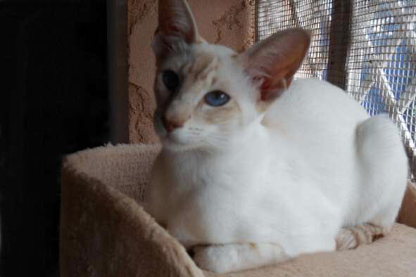 Siamois cinnamon silver tabby point, Hanya des Temples d'Orient