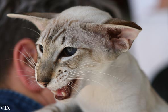 Siamois seal silver tabby point, Vintiquattromila Baci of Black Lotus