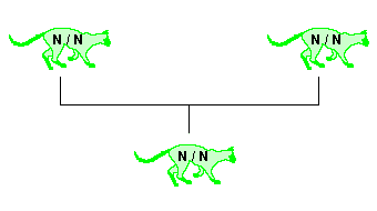 homozygote sain (N / N) X homozygote sain (N / N) homozygote sain (N / N) X homozygote sain (N / N)