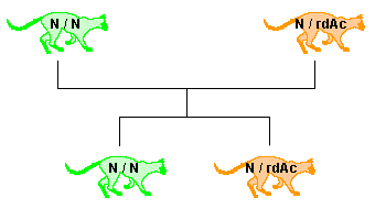 homozygote sain (N / N) X hétérozygote (N / rdAc) homozygote sain (N / N) X hétérozygote (N / rdAc)