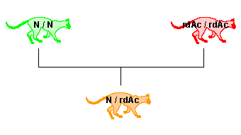 homozygote sain (N / N) X homozygote muté (rdAc / rdAc) homozygote sain (N / N) X homozygote muté (rdAc / rdAc)