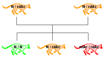 hétérozygote (N / rdAc) X hétérozygote (N / rdAc) hétérozygote (N / rdAc) X hétérozygote (N / rdAc