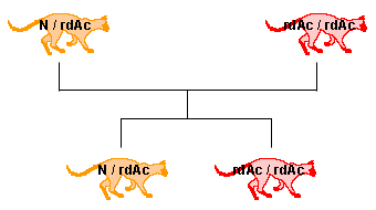 hétérozygote (N / rdAc) X homozygote muté (rdAc / rdAc) hétérozygote (N / rdAc) X homozygote muté (rdAc / rdAc)