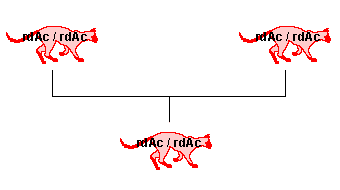 homozygote mut (rdAc/rdAc) X homozygote mut