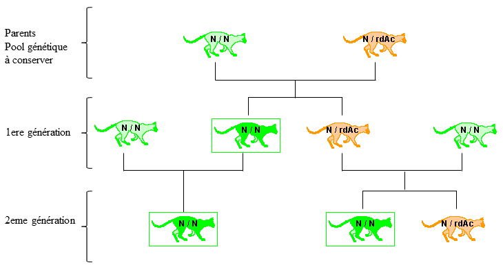 homozygote sain (N / N) X hétérozygote (N / rdAc) homozygote sain (N / N) X hétérozygote (N / rdAc)