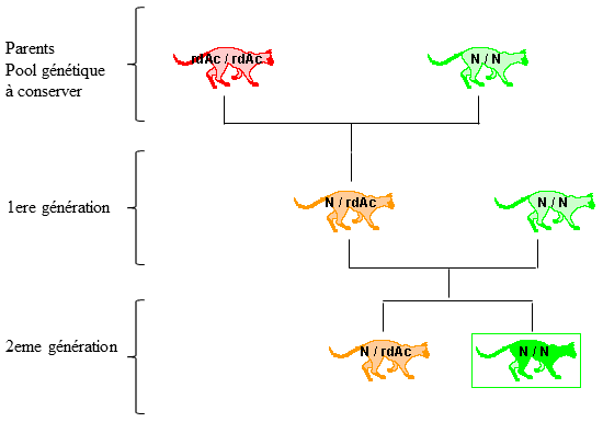 homozygote sain (N / N) X homozygote muté (rdAc / rdAc) homozygote sain (N / N) X homozygote muté (rdAc / rdAc)