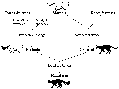 [Filiation des 4 variétés de chats orientaux]