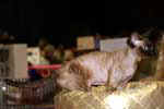 [Devon rex chocolat point, Legya Della Luna Dei Gatti, propriétaire Eva Vincent-Schmid, photo expo Sens mai 2006]