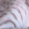 [Couleur de robe chez un Oriental lilac silver tabby]